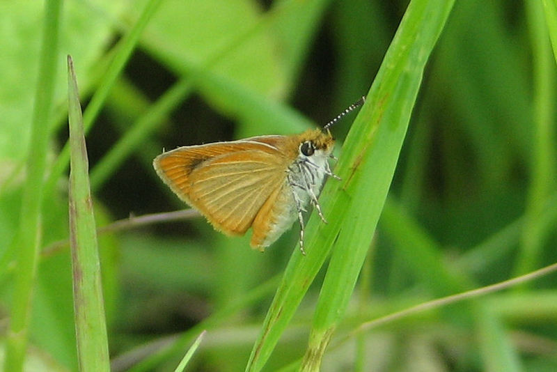 least skipper (Ancyloxypha numitor); DISPLAY FULL IMAGE.