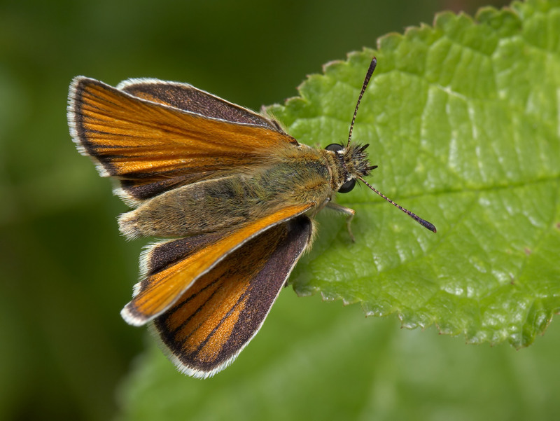 Essex skipper, European skipper (Thymelicus lineola); DISPLAY FULL IMAGE.