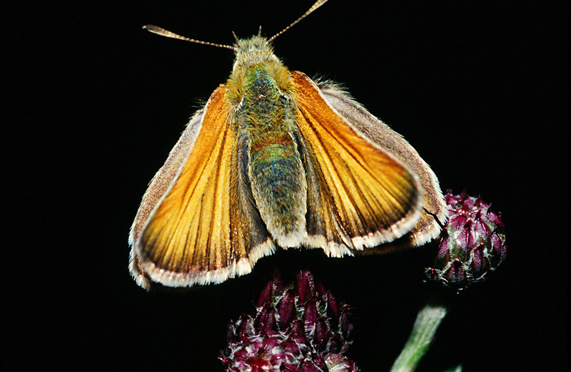 small skipper (Thymelicus sylvestris); DISPLAY FULL IMAGE.