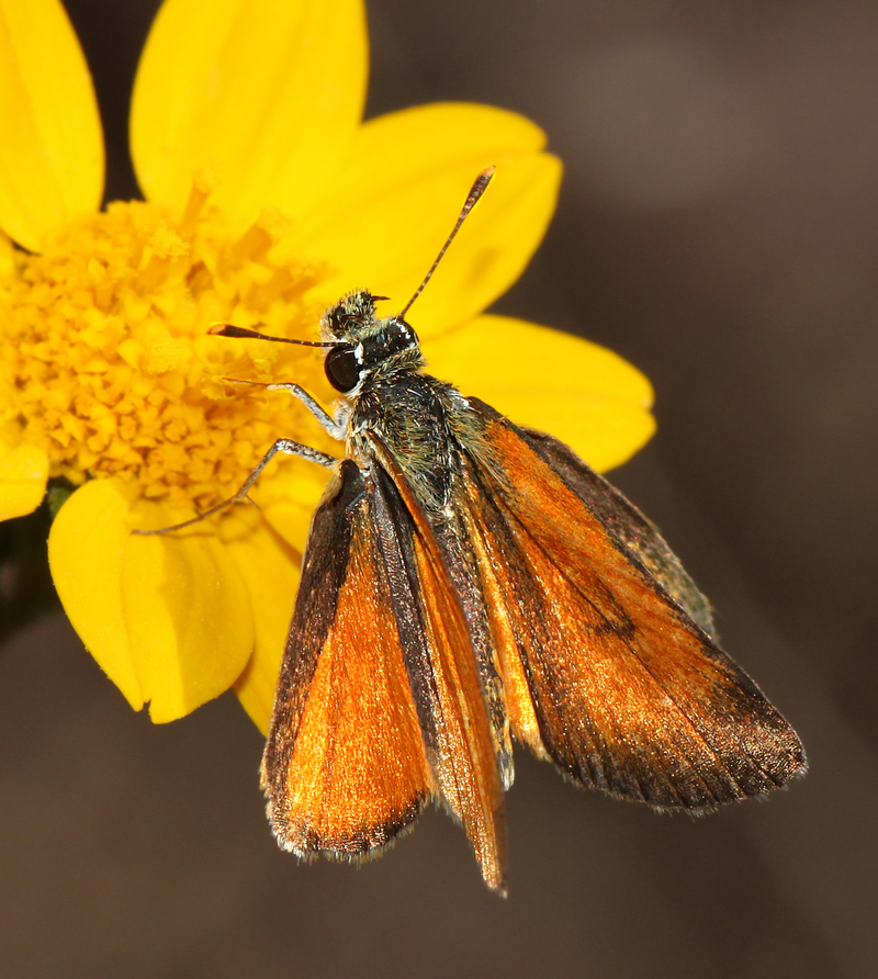 tropical least skipper (Ancyloxypha arene); DISPLAY FULL IMAGE.