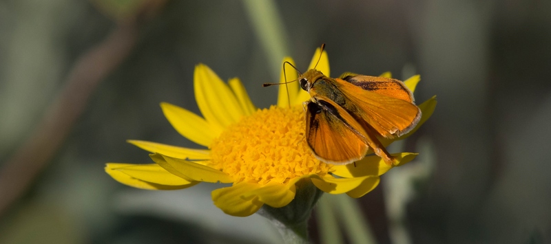 orange skipperling (Copaeodes aurantiaca); DISPLAY FULL IMAGE.