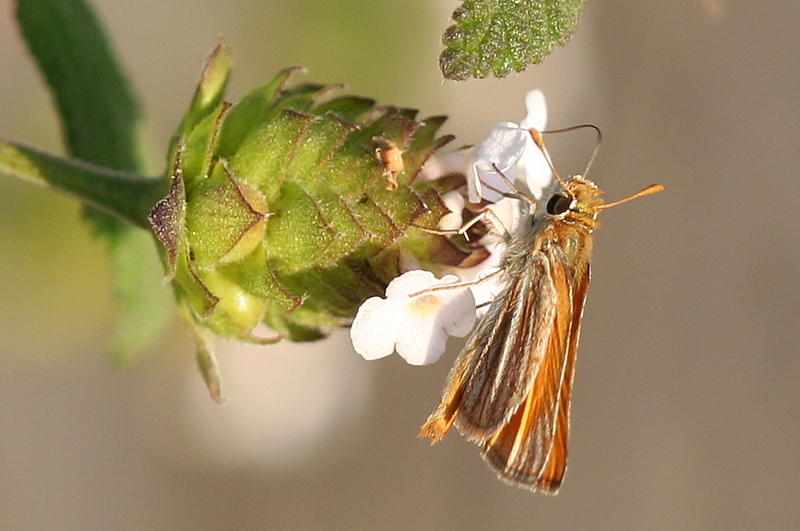 southern skipperling (Copaeodes minima); DISPLAY FULL IMAGE.