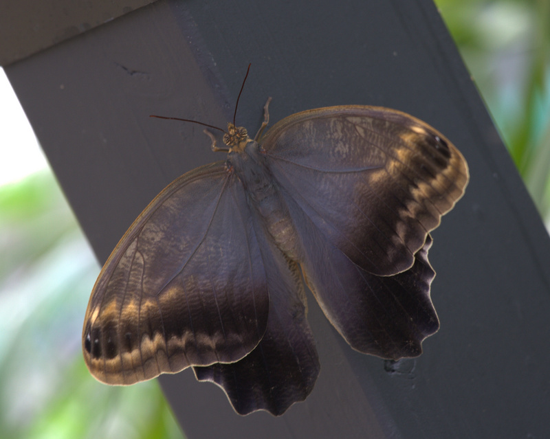 giant owl, pale owl (Caligo memnon); DISPLAY FULL IMAGE.