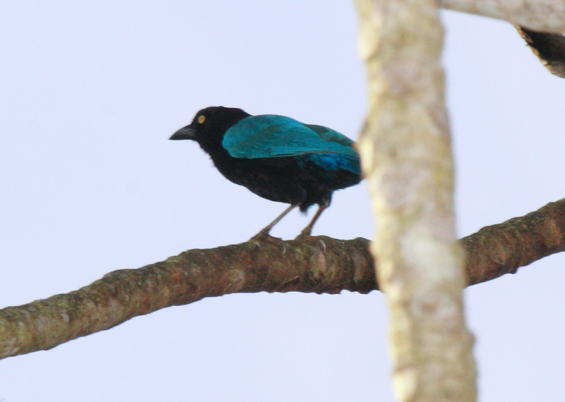 San Blas jay (Cyanocorax sanblasianus); DISPLAY FULL IMAGE.