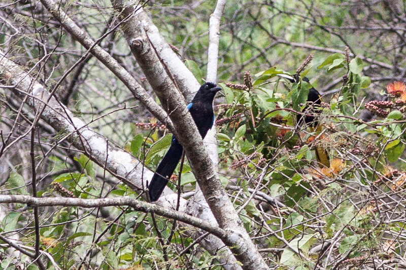 San Blas jay (Cyanocorax sanblasianus); DISPLAY FULL IMAGE.