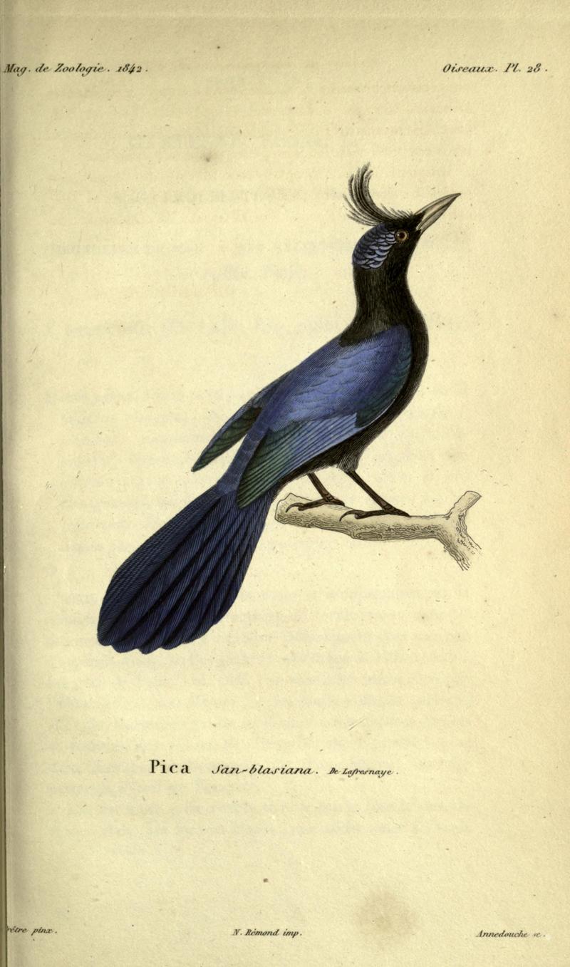 San Blas jay (Cyanocorax sanblasianus); DISPLAY FULL IMAGE.