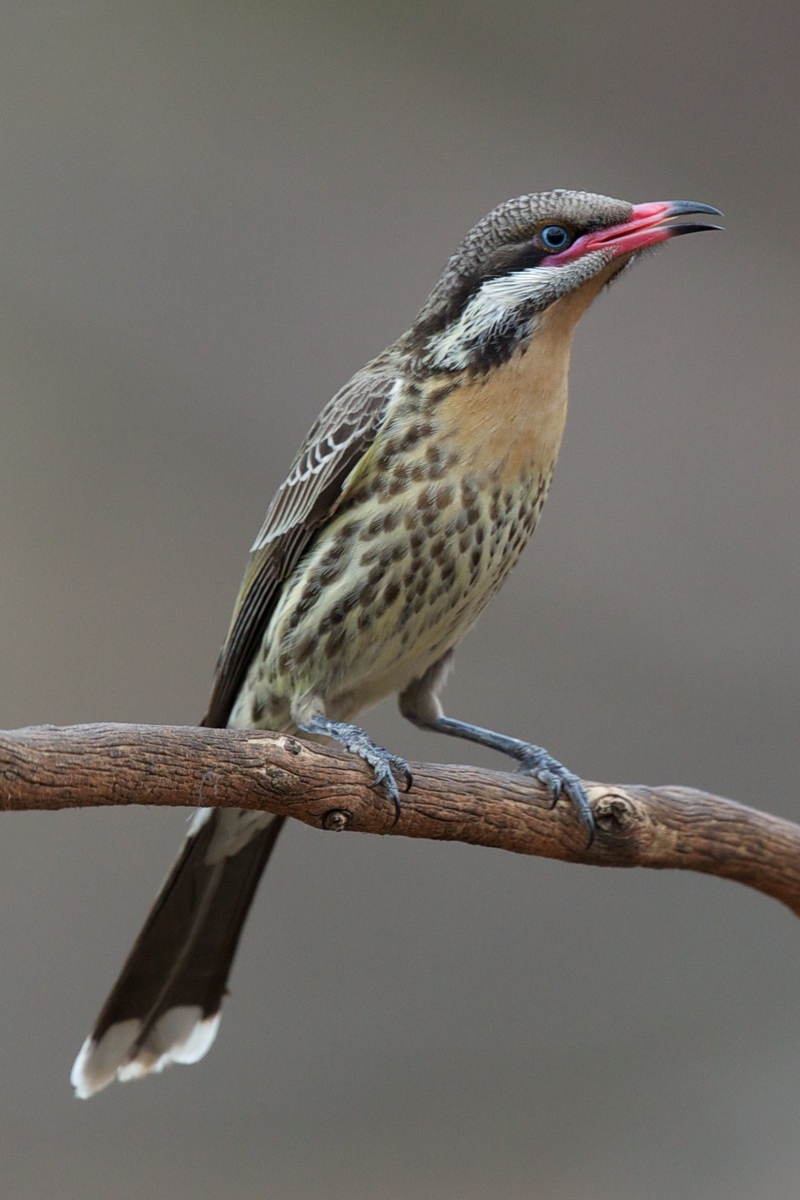 spiny-cheeked honeyeater (Acanthagenys rufogularis); DISPLAY FULL IMAGE.