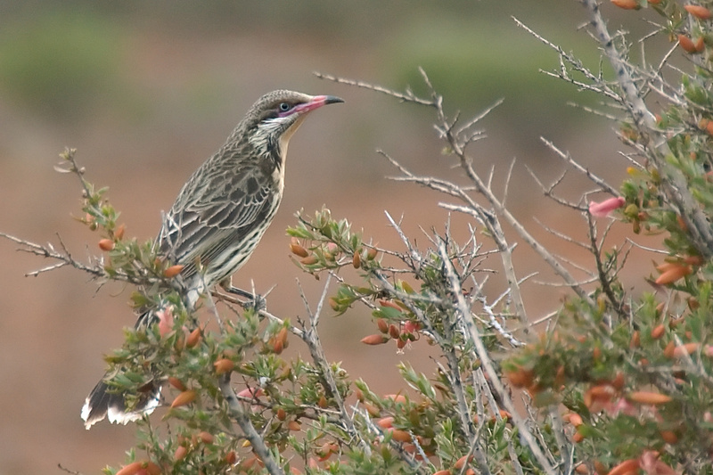 spiny-cheeked honeyeater (Acanthagenys rufogularis); DISPLAY FULL IMAGE.