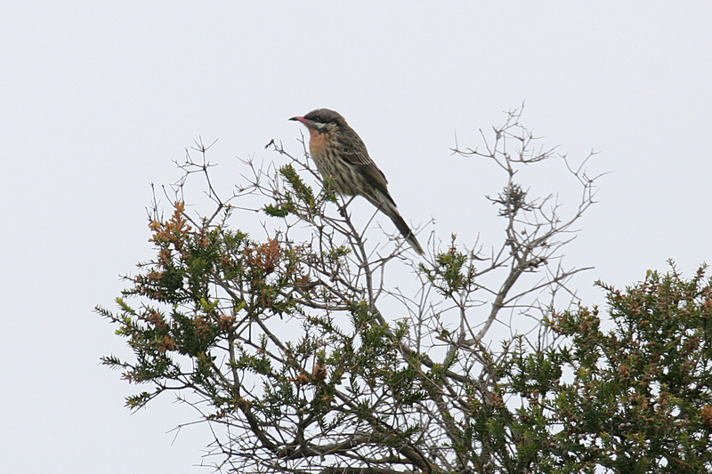 spiny-cheeked honeyeater (Acanthagenys rufogularis); DISPLAY FULL IMAGE.