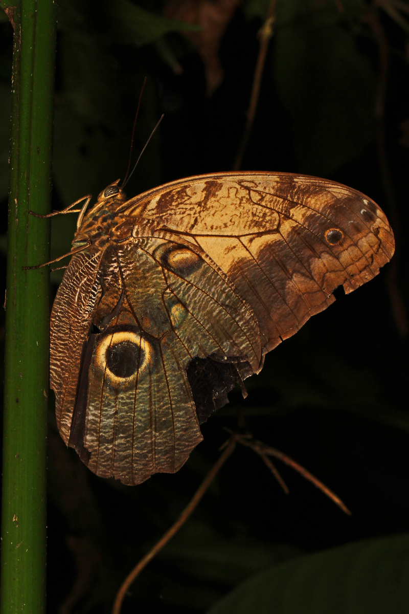 Caligo telamonius (pale owl, yellow-fronted owl); DISPLAY FULL IMAGE.