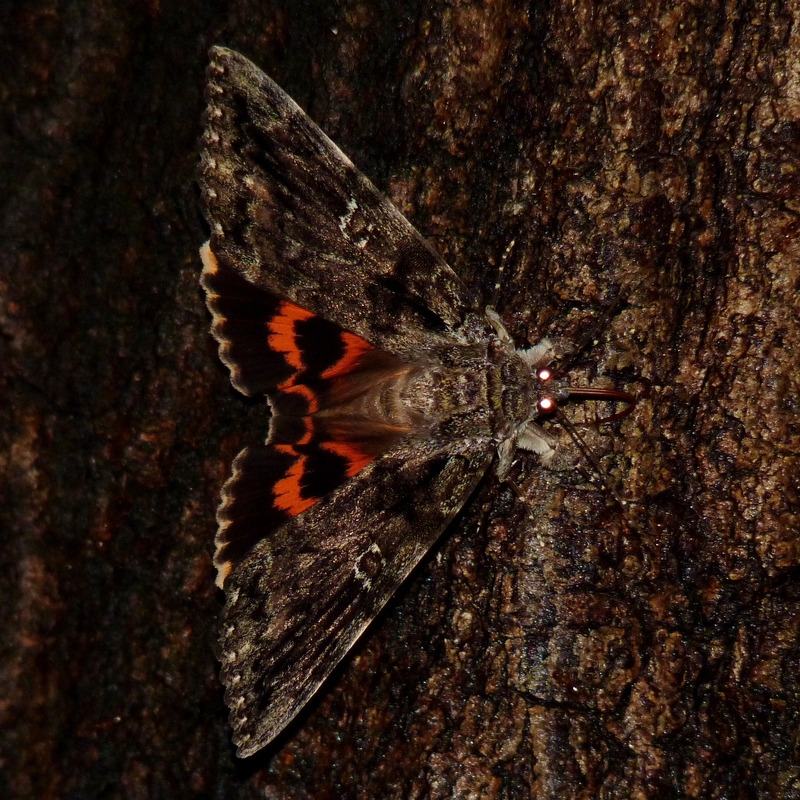 Catocala ilia (beloved underwing); DISPLAY FULL IMAGE.