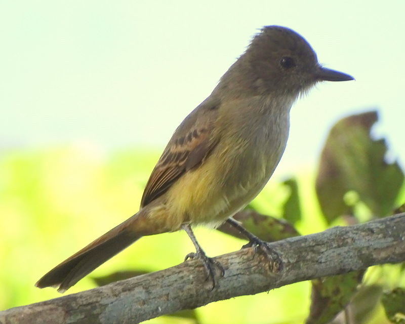 Venezuelan flycatcher (Myiarchus venezuelensis); DISPLAY FULL IMAGE.