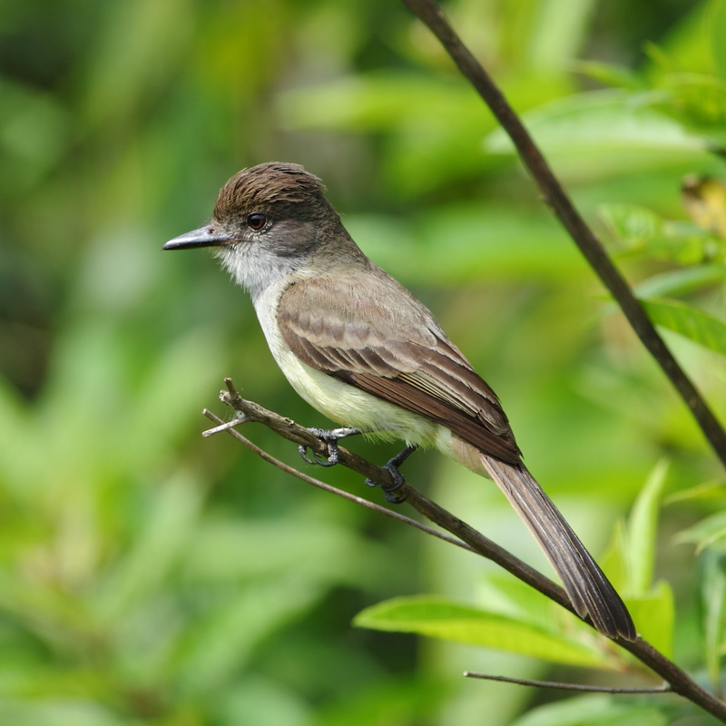 short-crested flycatcher (Myiarchus ferox); DISPLAY FULL IMAGE.