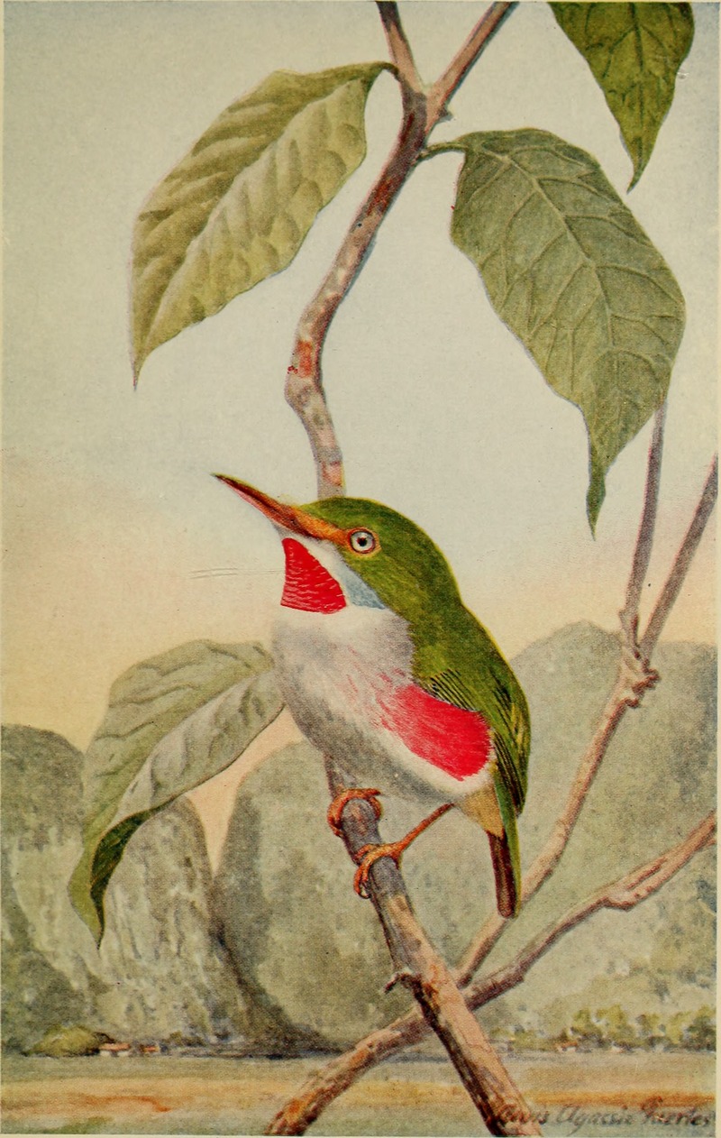 Cuban tody (Todus multicolor); DISPLAY FULL IMAGE.