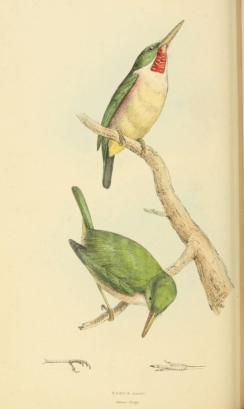 Cuban tody (Todus multicolor); DISPLAY FULL IMAGE.