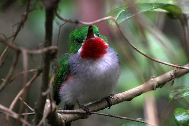 narrow-billed tody (Todus angustirostris); DISPLAY FULL IMAGE.