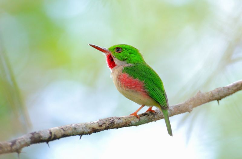 broad-billed tody (Todus subulatus); DISPLAY FULL IMAGE.