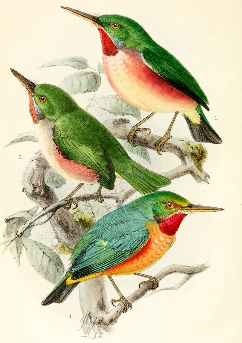 broad-billed tody (Todus subulatus); DISPLAY FULL IMAGE.