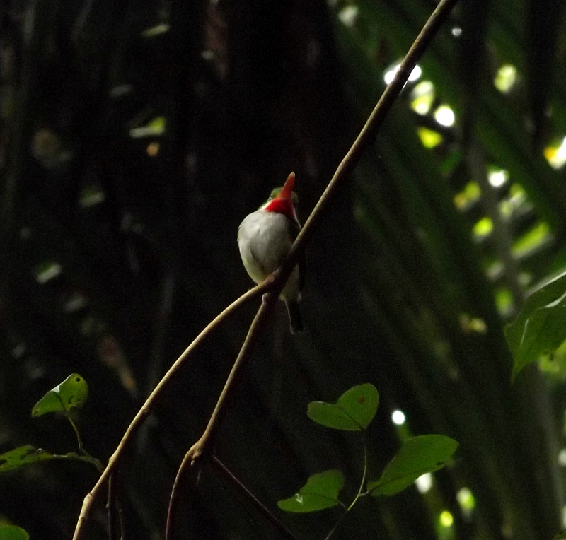 Puerto Rican tody (Todus mexicanus); DISPLAY FULL IMAGE.