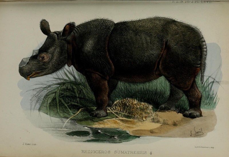 Sumatran rhinoceros, hairy rhinoceros, Asian two-horned rhinoceros (Dicerorhinus sumatrensis); DISPLAY FULL IMAGE.