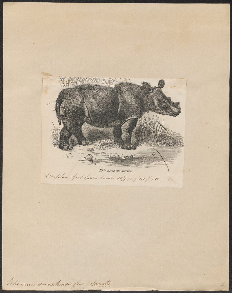 Sumatran rhinoceros, hairy rhinoceros, Asian two-horned rhinoceros (Dicerorhinus sumatrensis); DISPLAY FULL IMAGE.