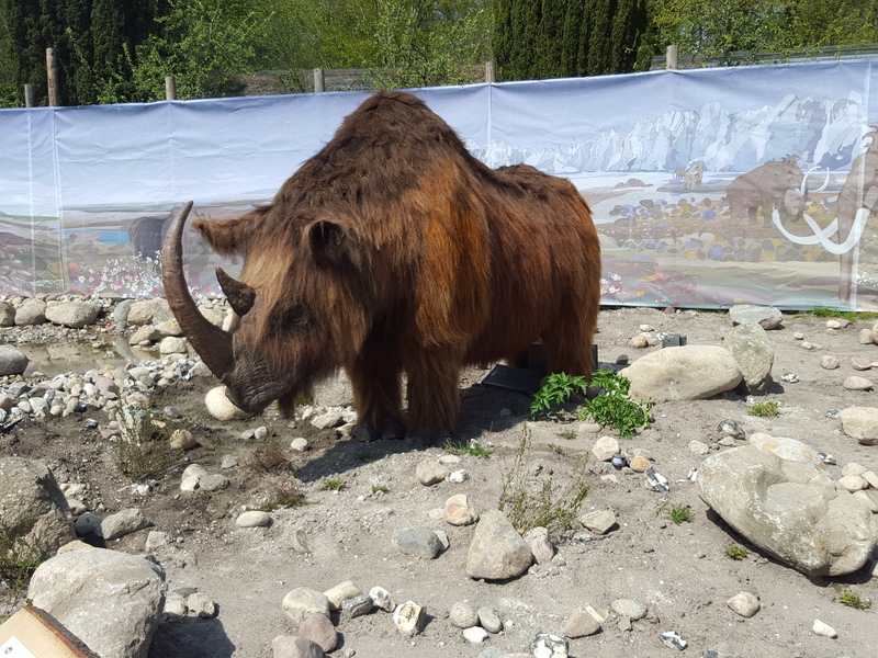 woolly rhinoceros (Coelodonta antiquitatis); DISPLAY FULL IMAGE.