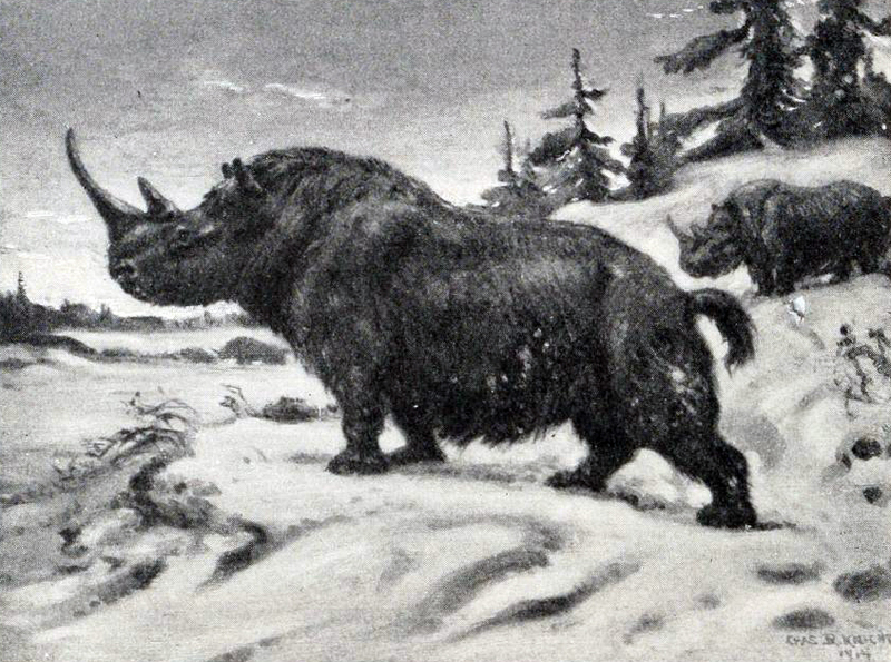 woolly rhinoceros (Coelodonta antiquitatis); DISPLAY FULL IMAGE.