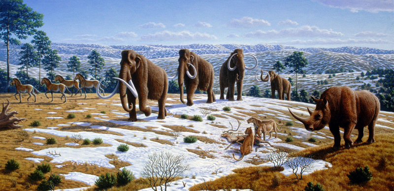 woolly mammoth (Mammuthus primigenius), woolly rhinoceros (Coelodonta antiquitatis), European cave lion (Panthera leo spelaea); DISPLAY FULL IMAGE.