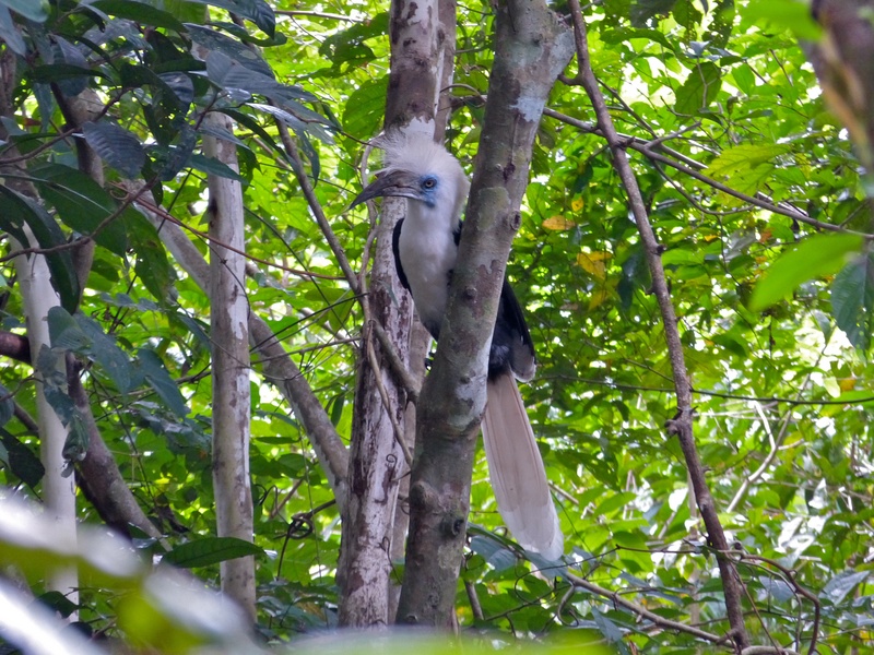 white-crowned hornbill, long-crested hornbill (Berenicornis comatus); DISPLAY FULL IMAGE.