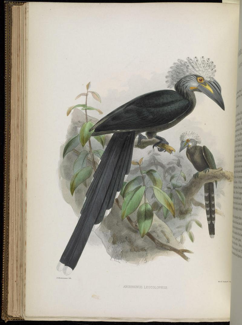 white-crested hornbill, long-tailed hornbill (Tropicranus albocristatus); DISPLAY FULL IMAGE.