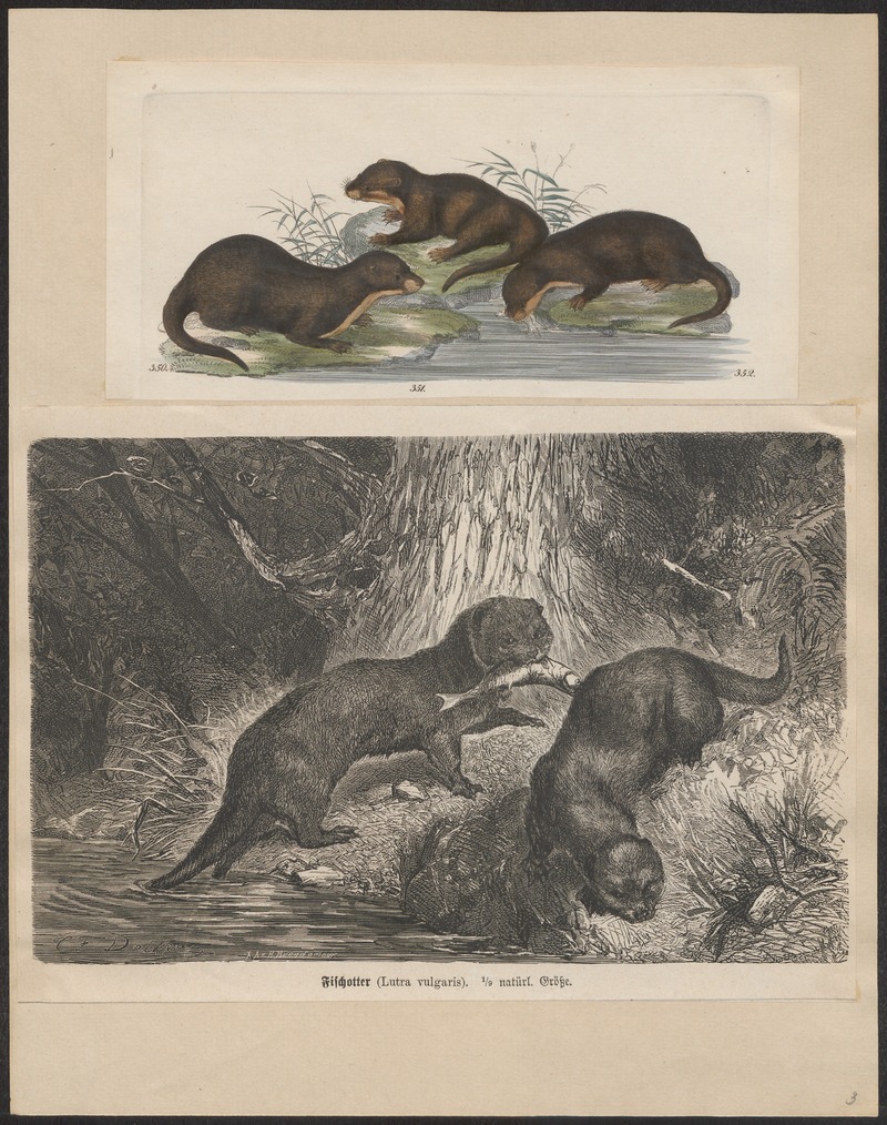 Eurasian river otter (Lutra lutra); DISPLAY FULL IMAGE.