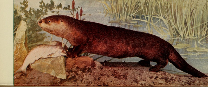 North American river otter (Lontra canadensis); DISPLAY FULL IMAGE.