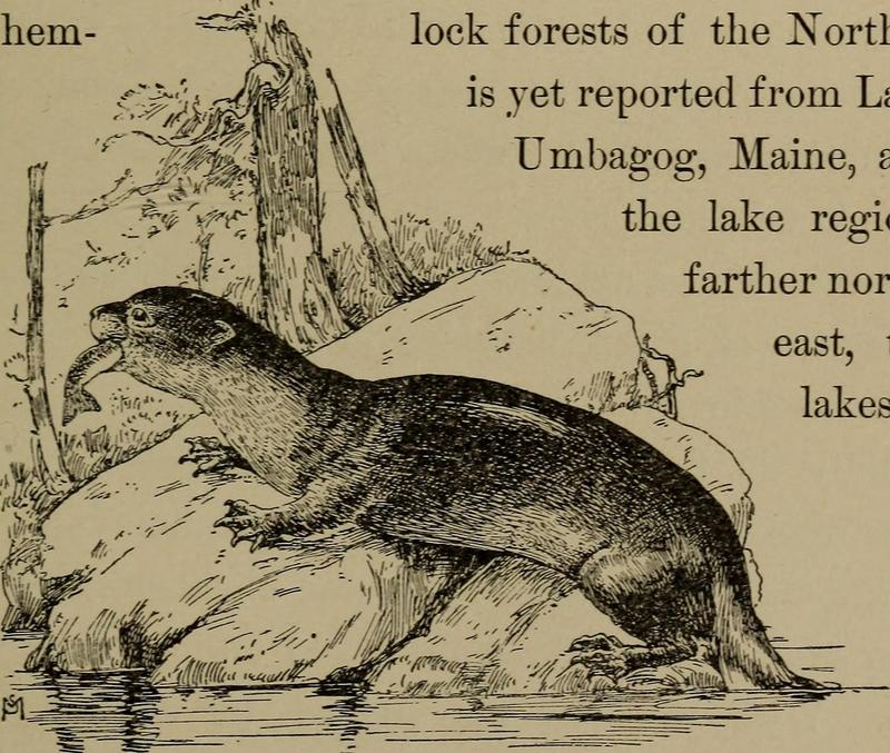 North American river otter (Lontra canadensis); DISPLAY FULL IMAGE.