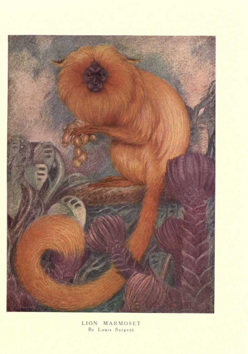 golden lion tamarin, golden marmoset (Leontopithecus rosalia); DISPLAY FULL IMAGE.