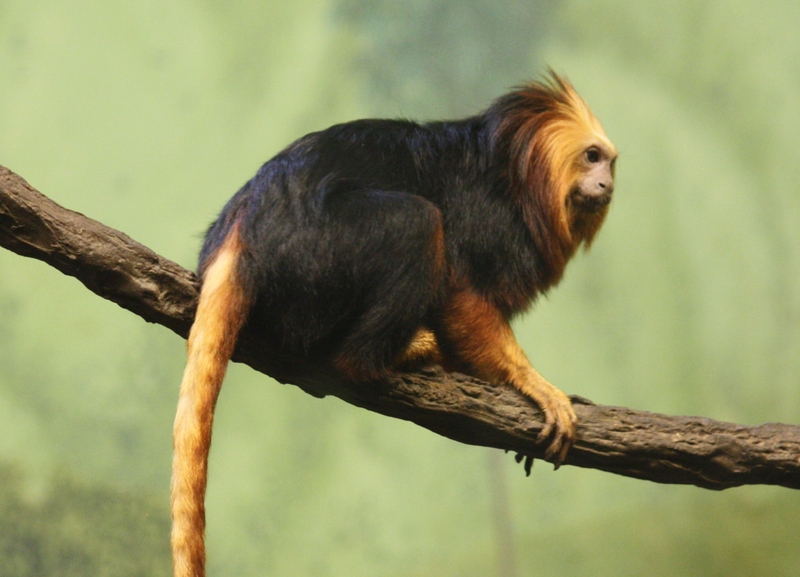 golden-headed tamarin (Leontopithecus chrysomelas); DISPLAY FULL IMAGE.