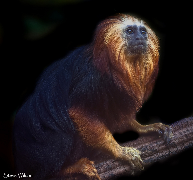 golden-headed tamarin (Leontopithecus chrysomelas); DISPLAY FULL IMAGE.