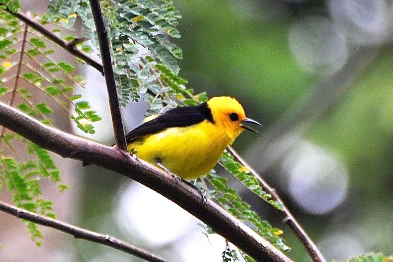 black-and-yellow tanager (Chrysothlypis chrysomelas); DISPLAY FULL IMAGE.