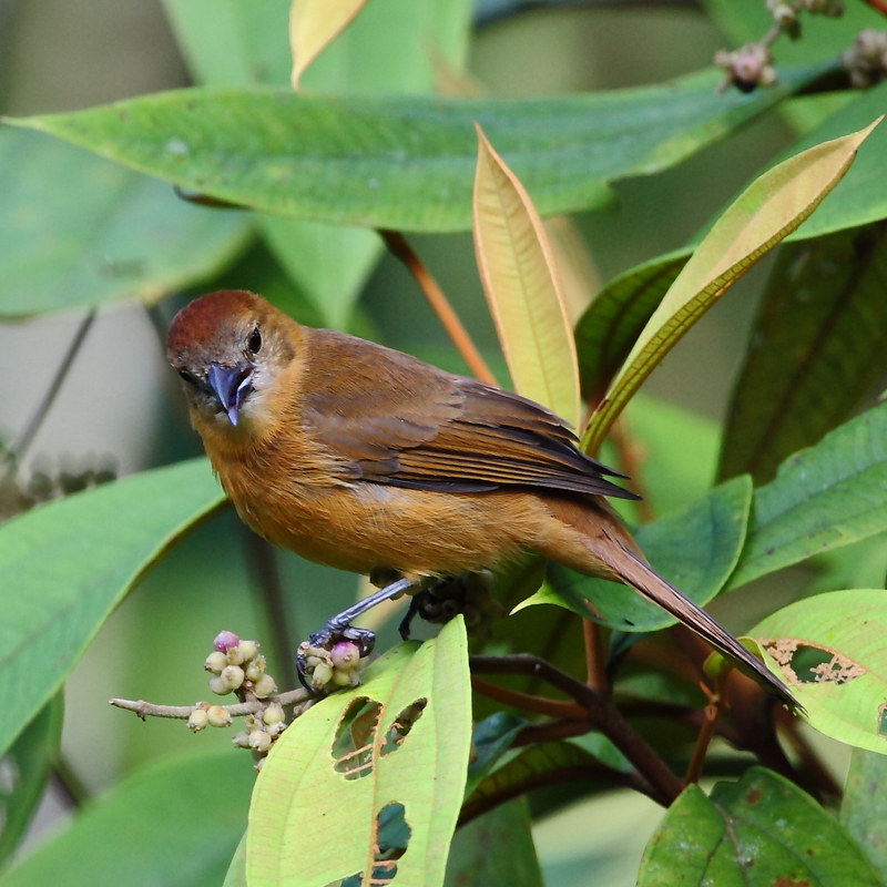 flame-crested tanager (Tachyphonus cristatus) female; DISPLAY FULL IMAGE.