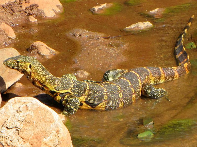 Nile monitor (Varanus niloticus); DISPLAY FULL IMAGE.