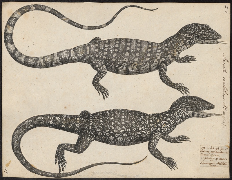 Nile monitor (Varanus niloticus); DISPLAY FULL IMAGE.