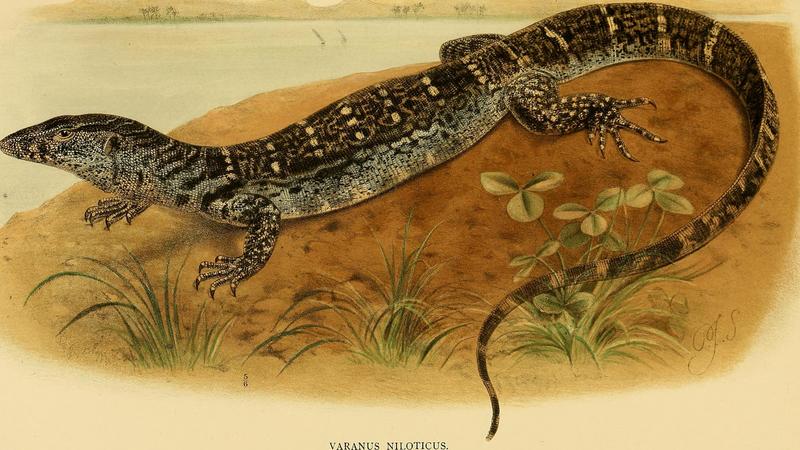 Nile monitor (Varanus niloticus); DISPLAY FULL IMAGE.