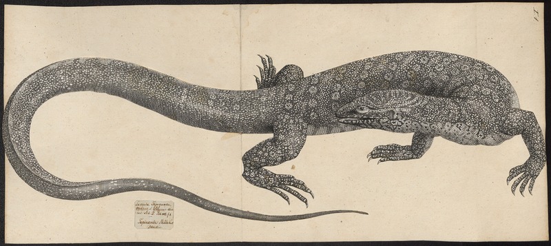 Nile monitor (Varanus niloticus); DISPLAY FULL IMAGE.