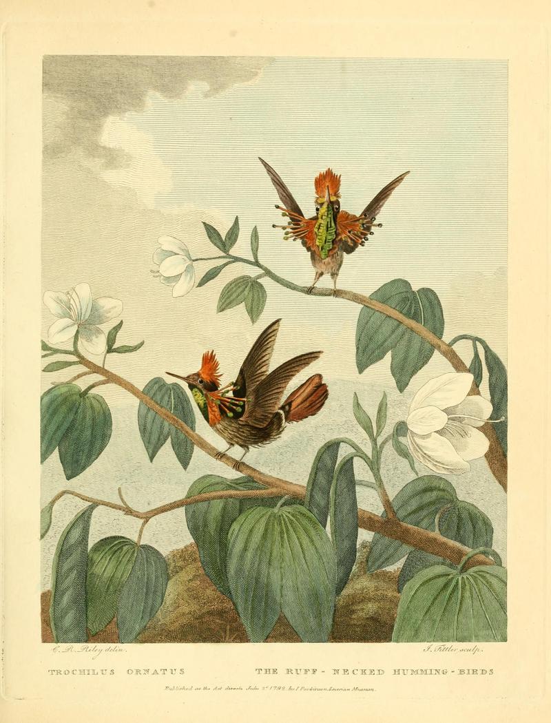tufted coquette (Lophornis ornatus); DISPLAY FULL IMAGE.