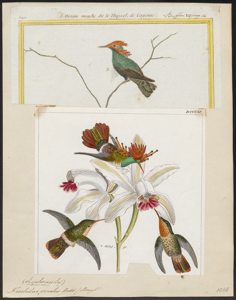 tufted coquette (Lophornis ornatus); DISPLAY FULL IMAGE.