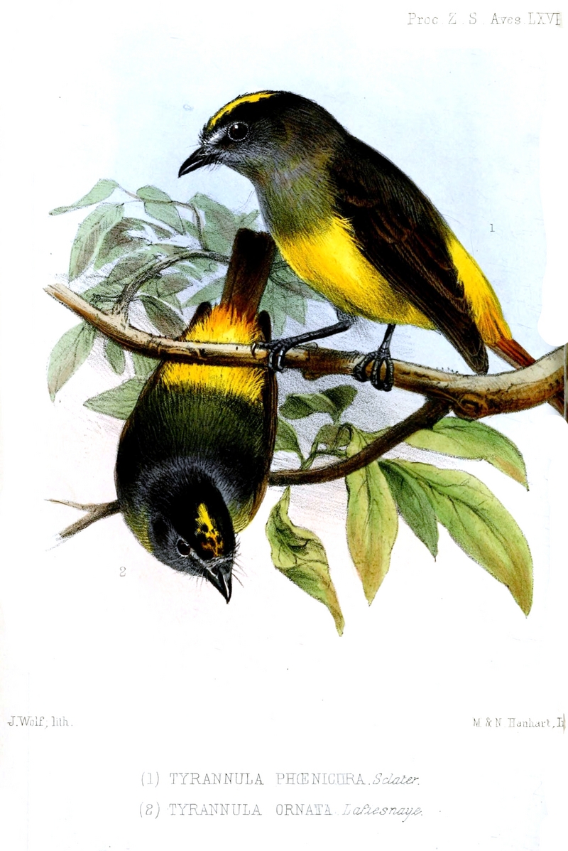 ornate flycatcher (Myiotriccus ornatus); DISPLAY FULL IMAGE.