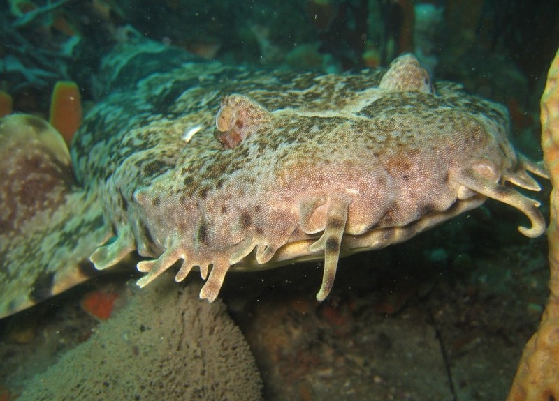 ornate wobbegong (Orectolobus ornatus); DISPLAY FULL IMAGE.