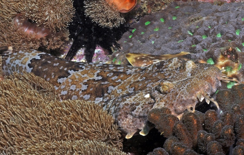 Gulf wobbegong, banded wobbegong (Orectolobus halei); DISPLAY FULL IMAGE.