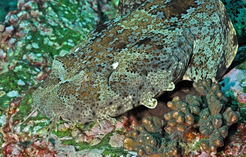 Gulf wobbegong, banded wobbegong (Orectolobus halei); DISPLAY FULL IMAGE.