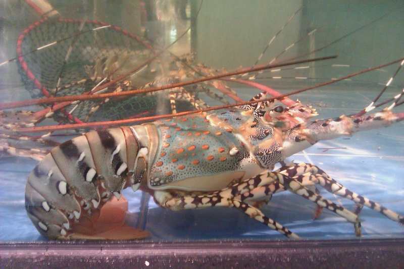 Panulirus ornatus (ornate spiny lobster); DISPLAY FULL IMAGE.