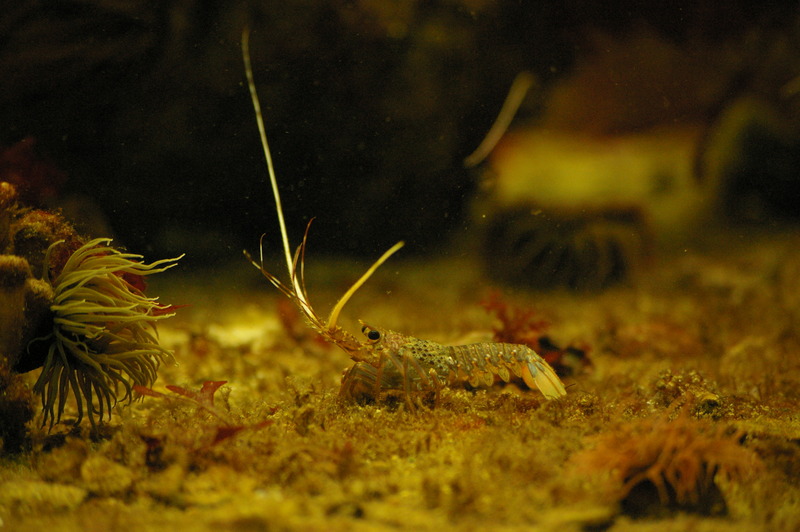 Panulirus cygnus (western rock lobster); DISPLAY FULL IMAGE.